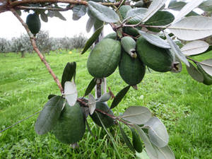 Branches Filled With Feijoas Wallpaper