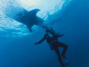 Brave Diver With Shark Wallpaper