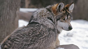 Brave Wolf Wanders Through A Snowy Winter Wonderland Wallpaper