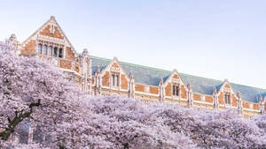 Breathtaking Cherry Blossoms At The University Of Washington Wallpaper