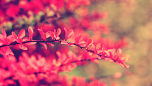 Breathtaking Pink Japanese Barberry Blooms Wallpaper