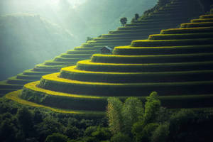 Breathtaking View Of Rice Terraces In Vietnam Wallpaper