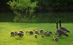 Breathtaking Wild Goose Couple Wallpaper