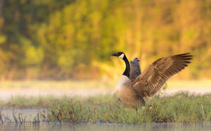 Breathtaking Wild Goose Wallpaper