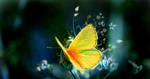 Bright And Beautiful Cute Yellow Butterflies Wallpaper