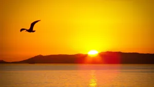 Bright And Beautiful Sunshine Wallpaper