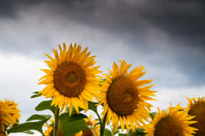 Bright And Beauty Abound - A Close Up Of A Cute Sunflower Wallpaper