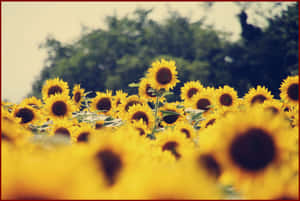 Bright And Cheerful Sunflowers Bring Happiness And Joy Wallpaper