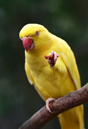 Bright And Cheerful Yellow Parrot Bird Wallpaper
