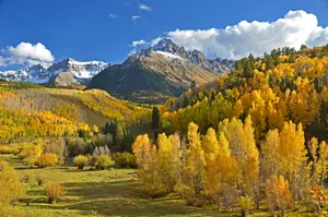 Bright Autumn Forest View Wallpaper