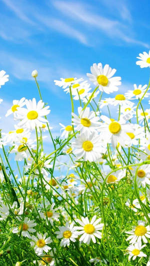 Bright Daisies Spring Iphone Wallpaper