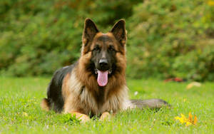 Bright German Shepherd Dog Wallpaper