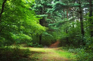 Bright Green Forest Wallpaper