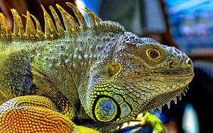 Bright Green Iguana Wallpaper