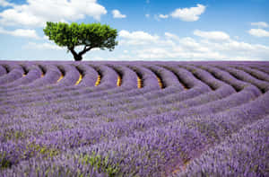 Bright Lavender Field Landscape Wallpaper