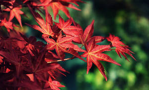 Bright Maples Leaves Wallpaper