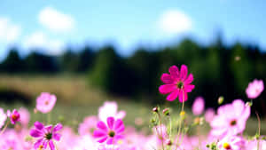 Bright Pink And Yellow Flower In A Garden Against A Backdrop Of Bluish Sky Wallpaper