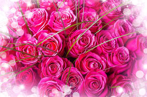 Bright Pink Roses Bouquet Wallpaper