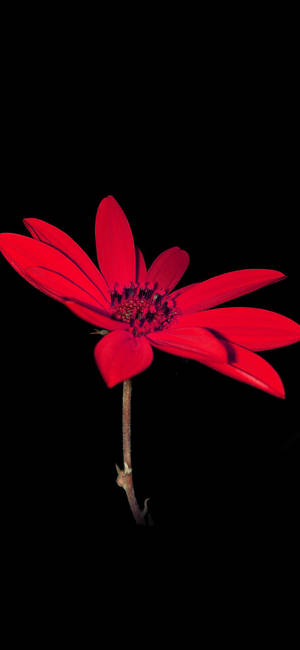 Bright Red Dahlia Flower Apple Wallpaper