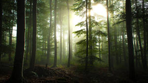 Bright Sun Forest View Wallpaper