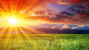 Bright Sunny Day Rice Field Wallpaper