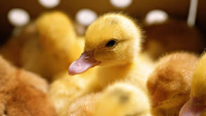 Bright Yellow Baby Duck Wallpaper