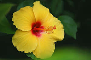 Bright Yellow Hibiscus Flower Wallpaper