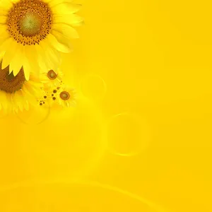 Bright Yellow Ipad With Sunflower Display Wallpaper
