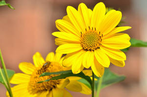 Bright Yellow Sunflowers Wallpaper