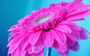 Brighten Up Any Day With A Neon Pink Outlook! Wallpaper