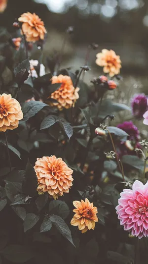 Brighten Up Your Day With A Floral Aesthetic Iphone Wallpaper