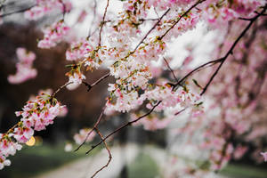 Brighten Your Day In April With A Bouquet Of Beautiful Flowers. Wallpaper