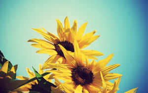 Brighten Your Room With A Sunflower Yellow Aesthetic Wallpaper