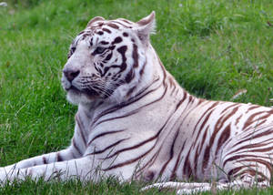 Brilliant Green Field White Tiger Hd Wallpaper