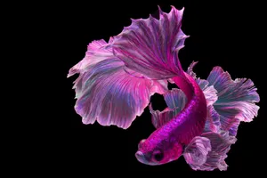 Brilliant Hues Of A Fuschia Betta Fish Wallpaper