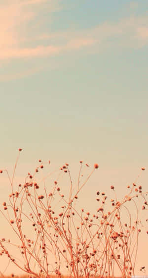 Bring Elegance To Your Device With This Delightful Pastel Vintage Iphone Wallpaper! Wallpaper