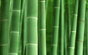 Bring Nature To Your Workspace With Bamboo Desktop Wallpaper