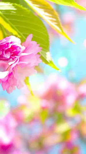 Bring On The Fun Of Spring With This Cute New Phone Wallpaper