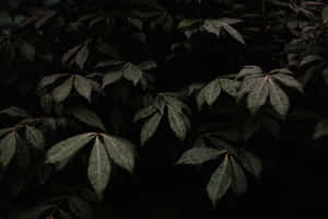 Bring Out The Mystery In Your Desktop With This Dark Wallpaper. Wallpaper