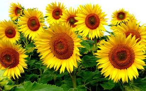 Bringing The Outdoors Inside With A Beautiful Sunflower Desktop Wallpaper