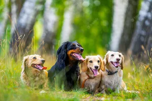 Brittany Dog Breeds Puppies Wallpaper