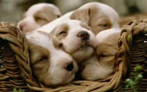 Brittany Lovely Puppy Desktop Wallpaper