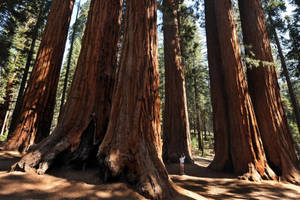 Broken Sunlight Sequoia National Park Wallpaper