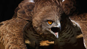 Brown Aguila Crying 3d Art Wallpaper