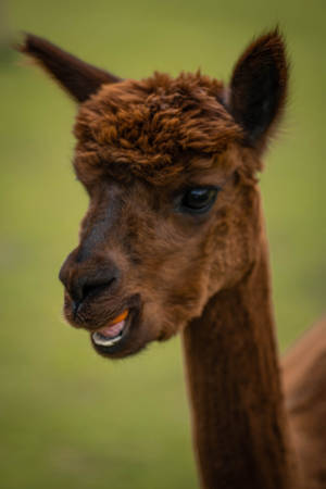 Brown Alpaca Open Mouth Wallpaper