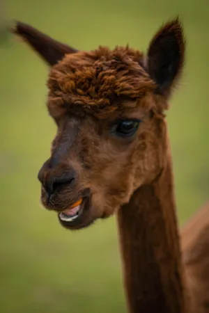 Brown Alpaca Open Mouth Wallpaper