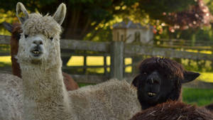 Brown And White Alpaca Wallpaper