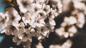 Brown And White Flower Wallpaper