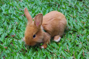 Brown Baby Rabbit Wallpaper