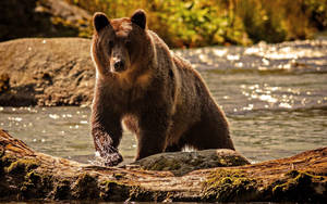 Brown Bear At River With Moss Wallpaper